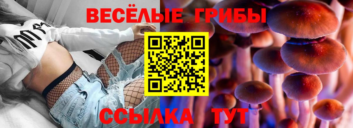 Галлюциногенные грибы Psilocybe Ступино